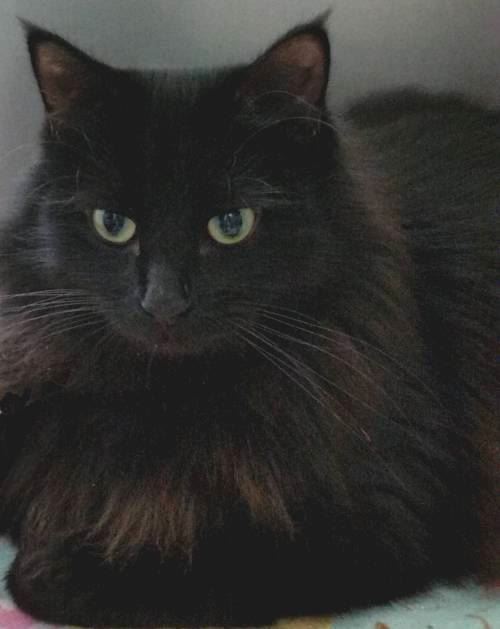 7-16 MOMMA lightened